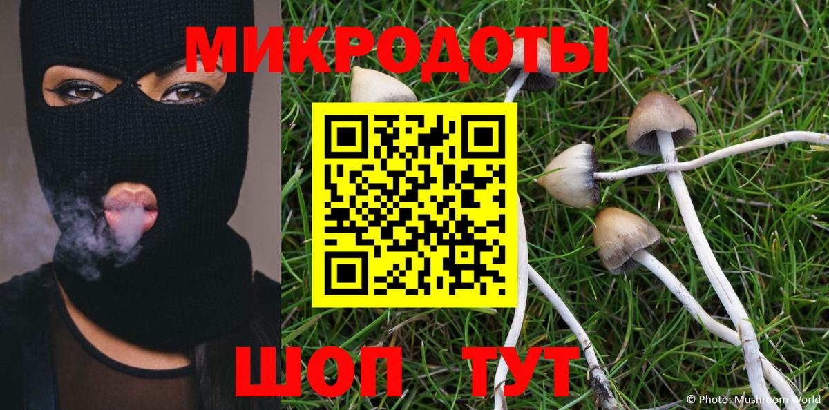 Галлюциногенные грибы Psilocybe Калининград